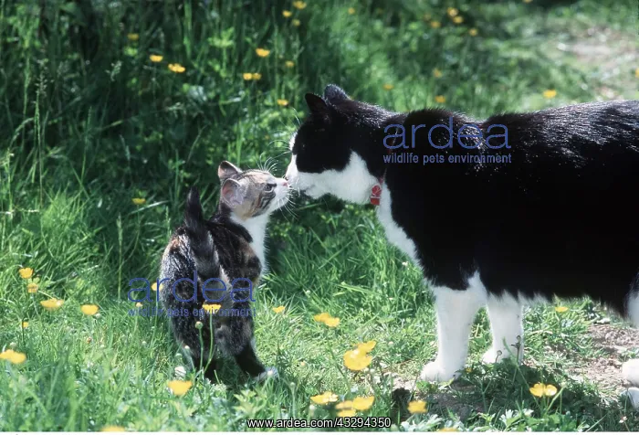 : CAT - Kitten meeting adult, sniffing noses : CAT - Kitten meeting adult, sniffing noses