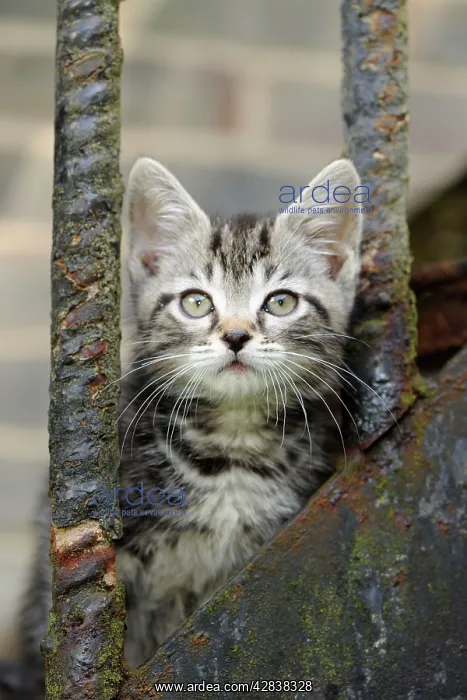 : Cat - Kitten on metal stairs : Cat - Kitten on metal stairs