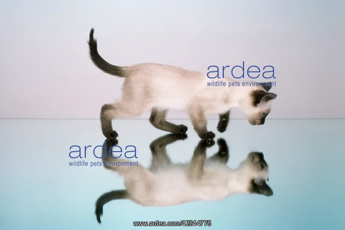 : Cat - kitten - on mirror : Cat - kitten - on mirror