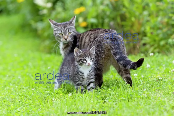 : Cat - kitten with mother in garden : Cat - kitten with mother in garden