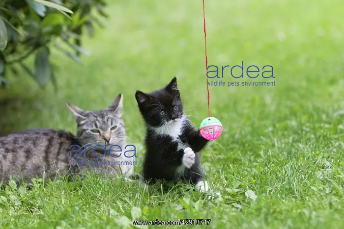 : Cat - kitten with mother in garden - playing with bell-ball : Cat - kitten with mother in garden - playing with bell-ball