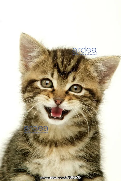  : CAT - Kitten with mouth open