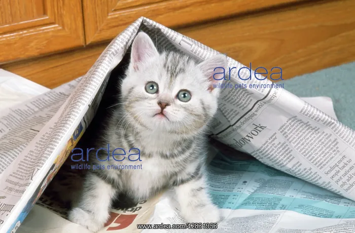 : CAT - Kitten under newspaper : CAT - Kitten under newspaper