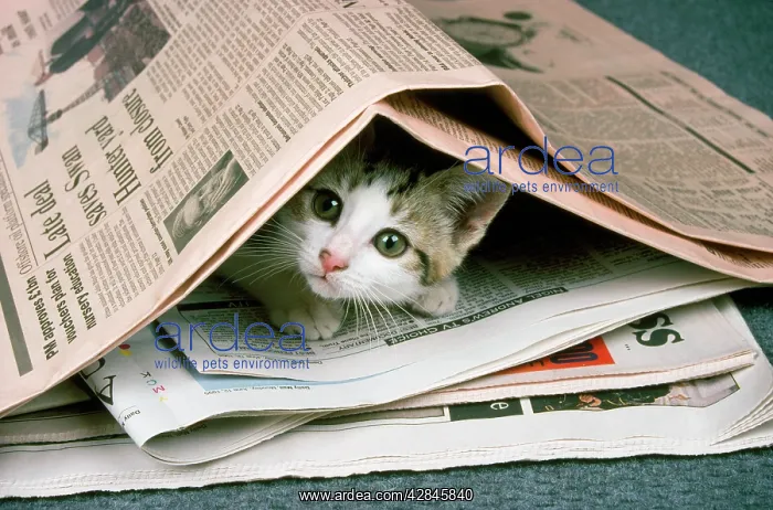 : Cat - kitten & newspapers : Cat - kitten & newspapers