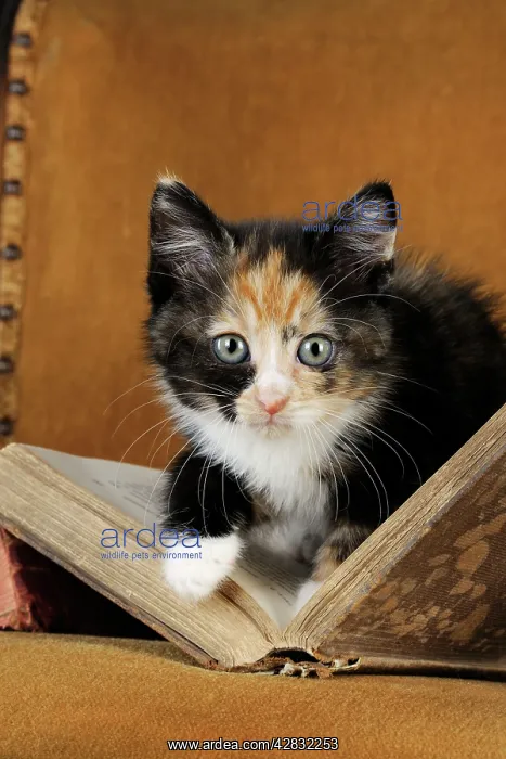 : Cat - Kitten with old book : Cat - Kitten with old book