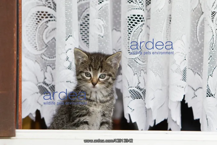 : Cat - kitten in open doorway : Cat - kitten in open doorway