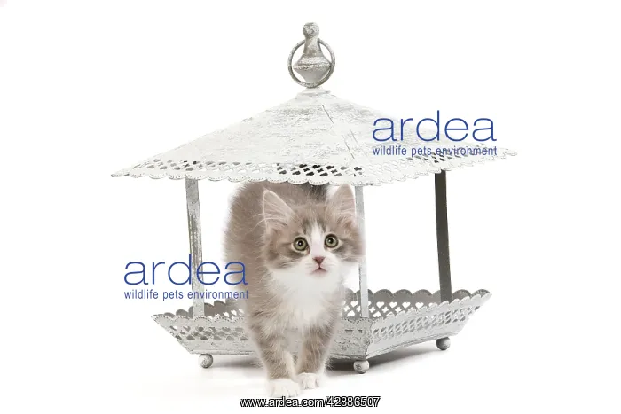 : Cat - kitten in ornamental bird feeder in studio : Cat - kitten in ornamental bird feeder in studio