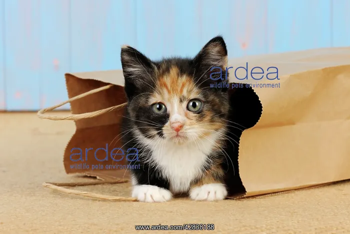 : Cat - Kitten in paper bag : Cat - Kitten in paper bag