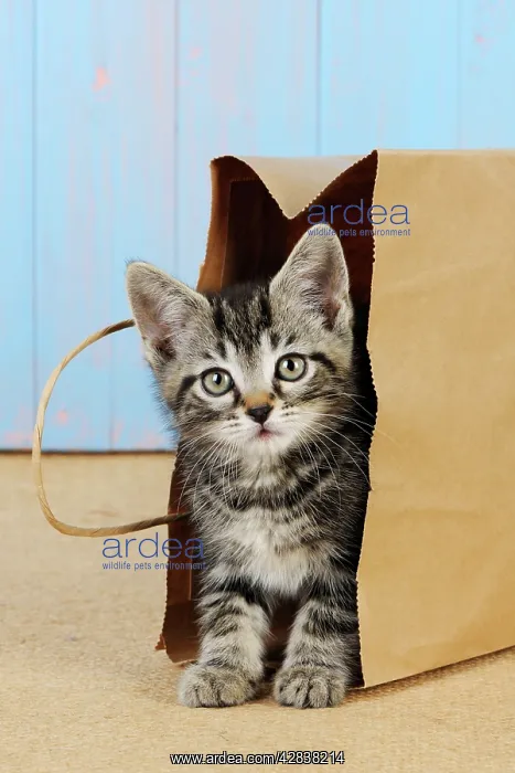 : Cat - Kitten in paper bag : Cat - Kitten in paper bag