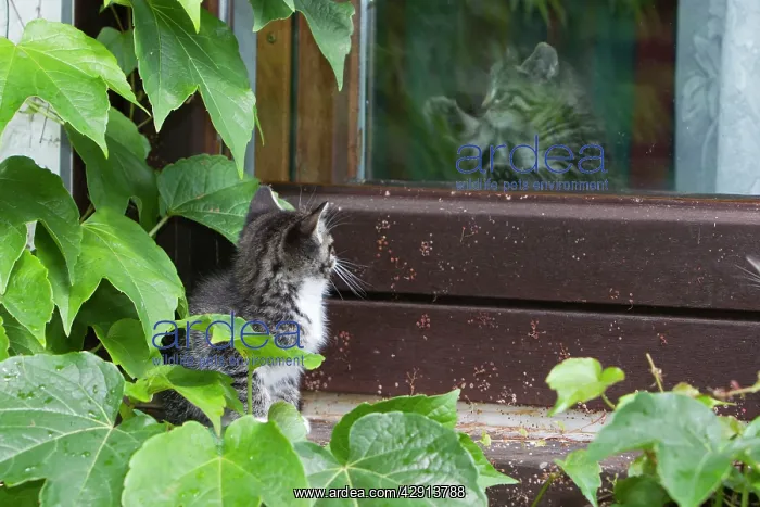 : Cat - kitten peering at another kitten through glass door : Cat - kitten peering at another kitten through glass door