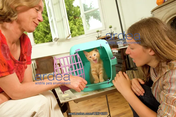  : Cat - kitten in pet carrier arriving at new home with owners