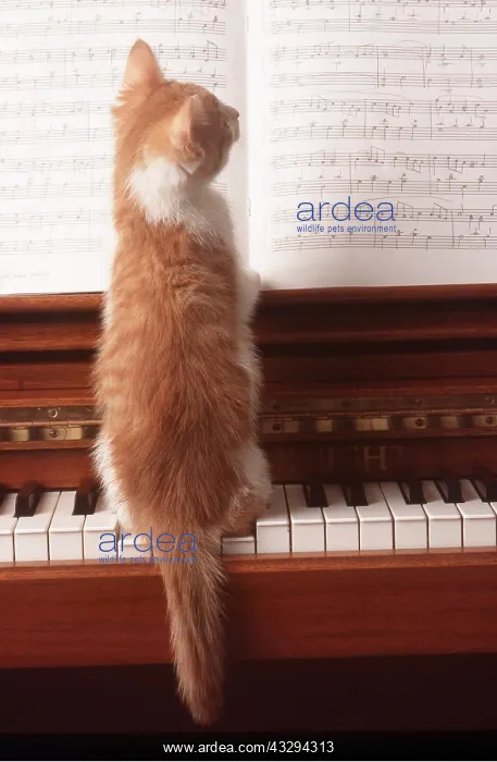 : CAT - Kitten on piano : CAT - Kitten on piano