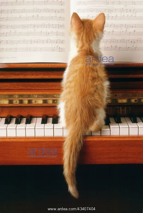 : Cat - kitten on piano : Cat - kitten on piano