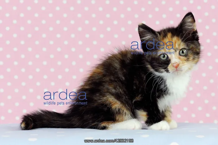 : Cat - Kitten on pink background : Cat - Kitten on pink background