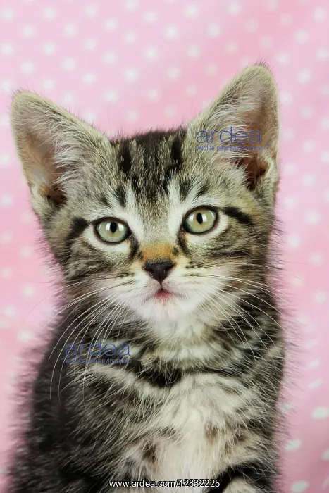 : Cat - Kitten on pink background : Cat - Kitten on pink background