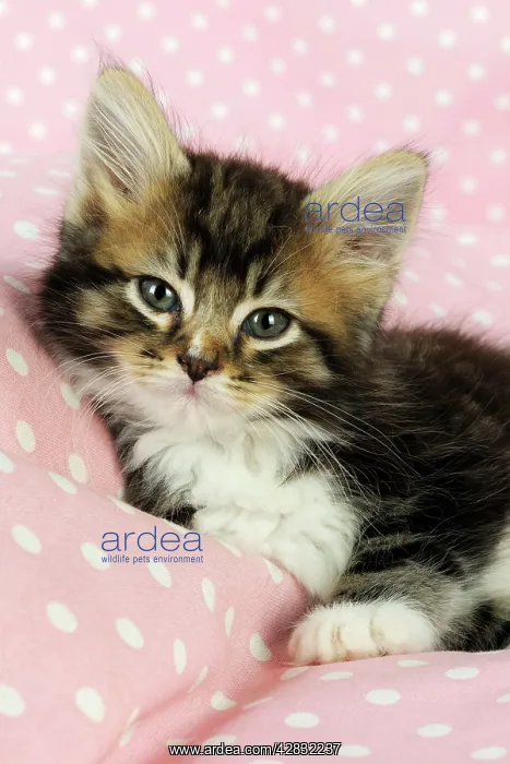 : Cat - Kitten on pink background : Cat - Kitten on pink background
