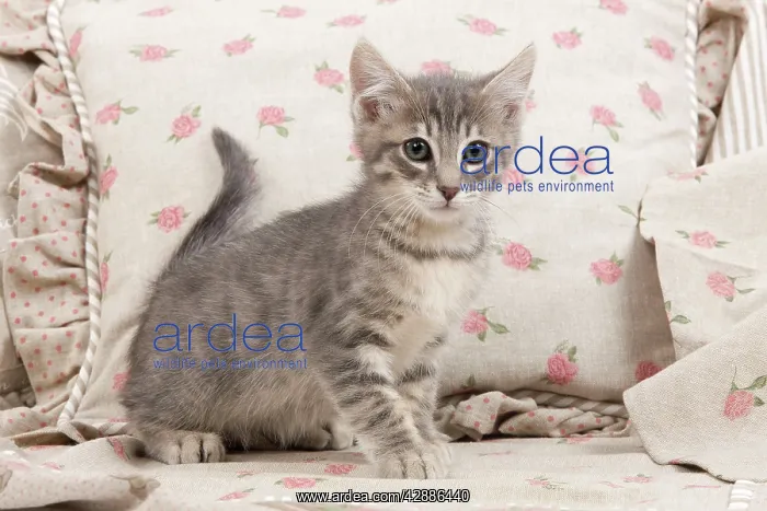  : Cat - kitten with pink flowery cushions