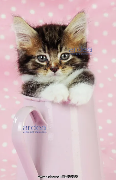: Cat. Kitten in pink jug : Cat. Kitten in pink jug