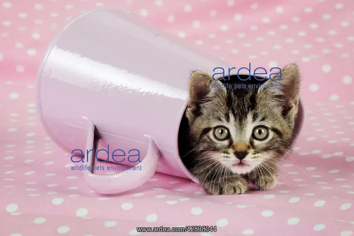 : Cat. Kitten in pink jug : Cat. Kitten in pink jug