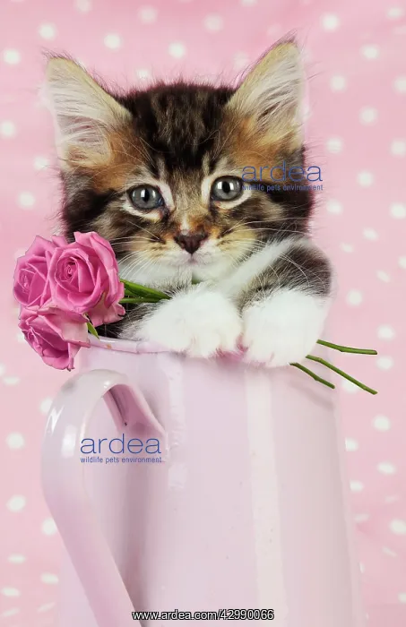 : Cat. Kitten in pink jug with pink roses : Cat. Kitten in pink jug with pink roses