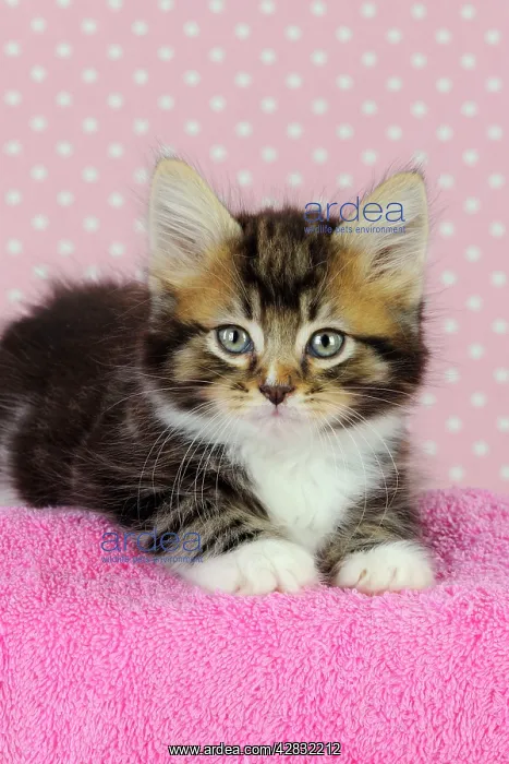 : Cat - Kitten on pink towel : Cat - Kitten on pink towel