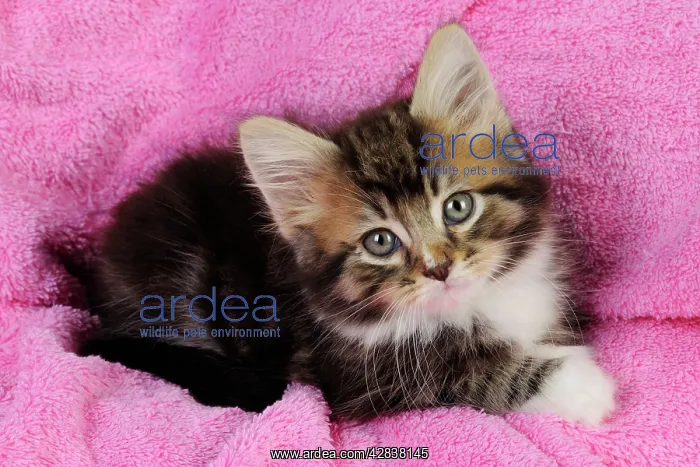 : Cat - Kitten on pink towel : Cat - Kitten on pink towel