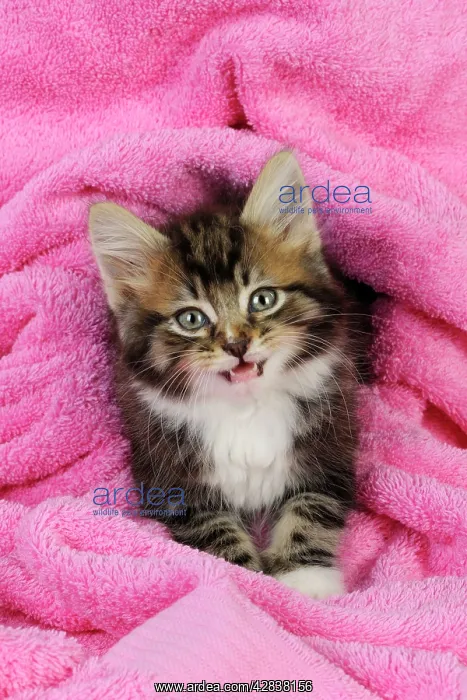 : Cat. Kitten on pink towel : Cat. Kitten on pink towel