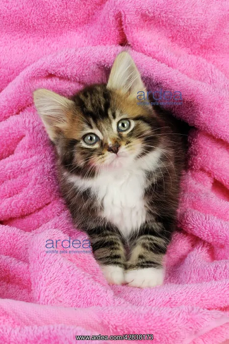  : Cat. Kitten on pink towel