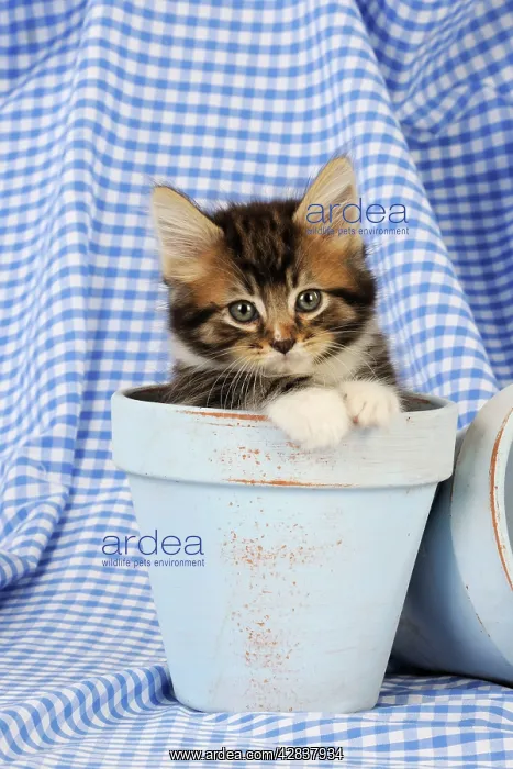 : Cat. Kitten in plant pots : Cat. Kitten in plant pots