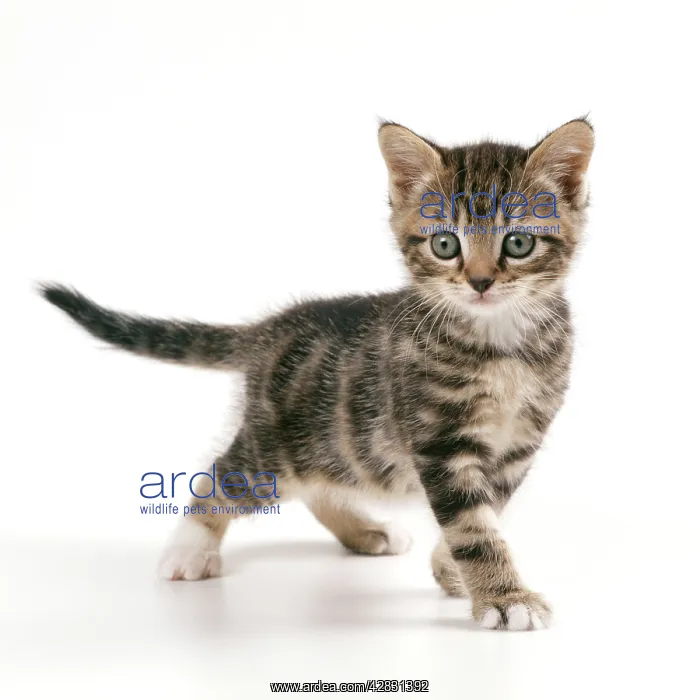 : CAT - Kitten in playful mood : CAT - Kitten in playful mood