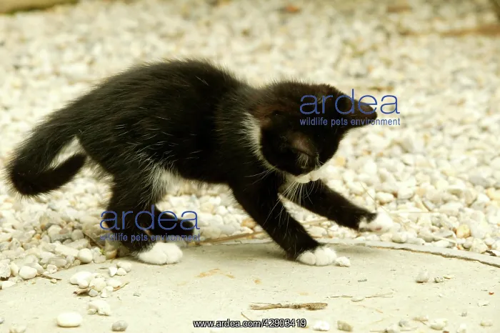  : Cat - Kitten playing