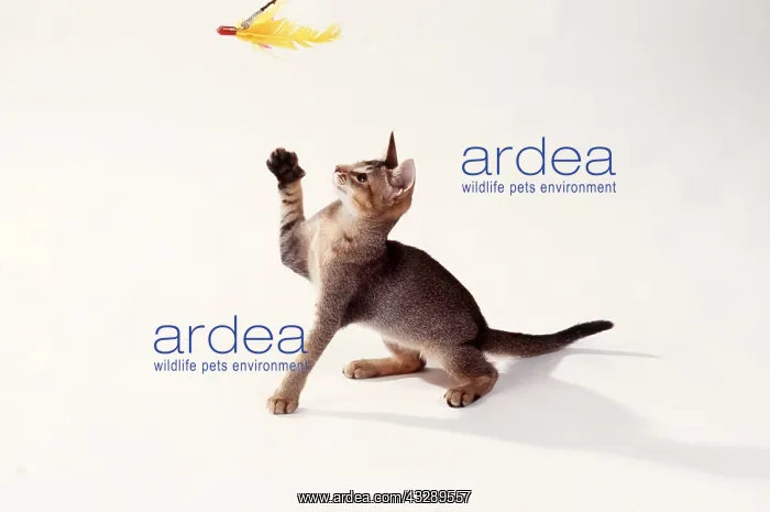 : CAT - KITTEN PLAYING : CAT - KITTEN PLAYING