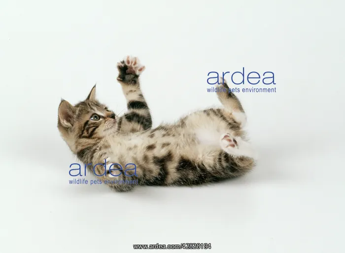 : Cat - Kitten playing on back, 55 days old : Cat - Kitten playing on back, 55 days old