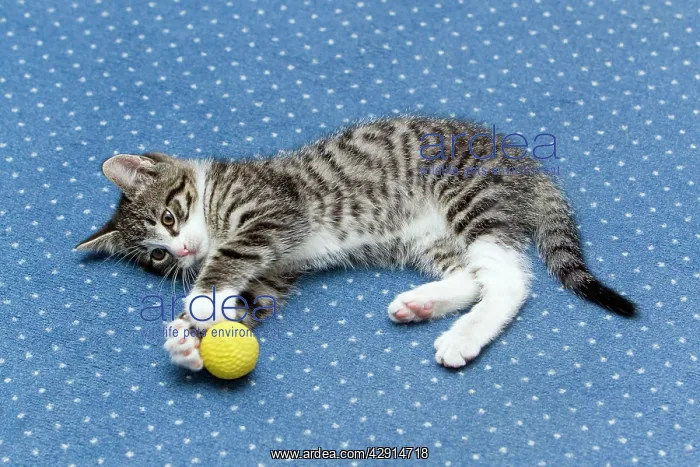 : Cat - kitten playing with ball on living room carpet : Cat - kitten playing with ball on living room carpet