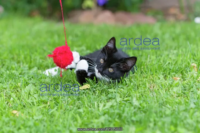 : Cat - kitten playing with ball of wool in garden : Cat - kitten playing with ball of wool in garden