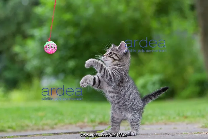 : Cat - kitten playing with bell-ball : Cat - kitten playing with bell-ball