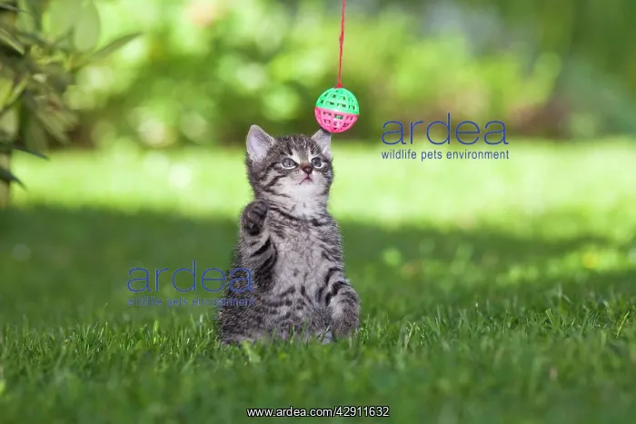 : Cat - kitten playing with bell-ball in garden : Cat - kitten playing with bell-ball in garden