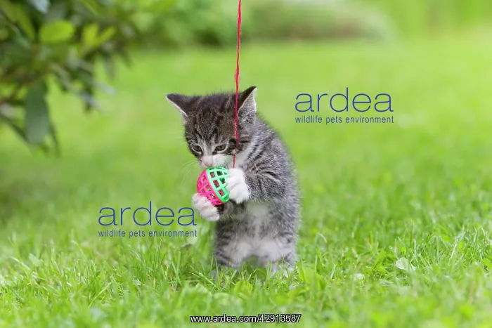 : Cat - kitten playing with bell-ball in garden : Cat - kitten playing with bell-ball in garden