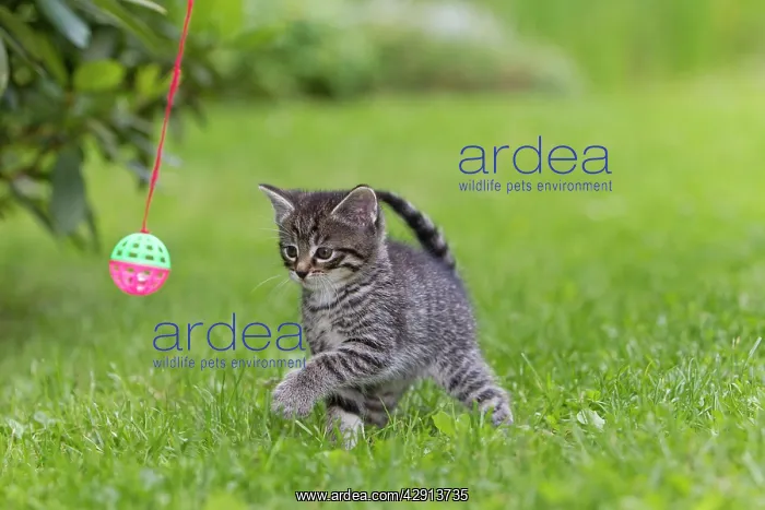 : Cat - kitten playing with bell-ball in garden : Cat - kitten playing with bell-ball in garden