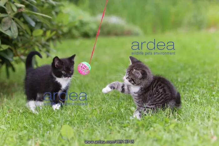 : Cat - two kitten playing with bell-ball in garden : Cat - two kitten playing with bell-ball in garden