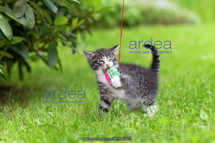 : Cat - kitten playing with bell-ball in garden : Cat - kitten playing with bell-ball in garden