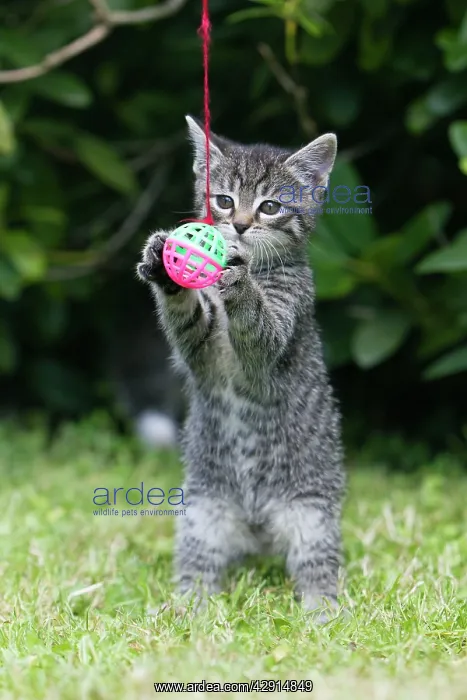 : Cat - kitten playing with bell-ball in garden : Cat - kitten playing with bell-ball in garden