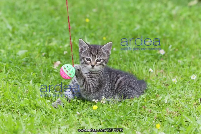 : Cat - kitten playing with bell-ball on lawn : Cat - kitten playing with bell-ball on lawn