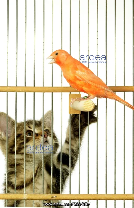  : Cat - Kitten playing with Canary in cage