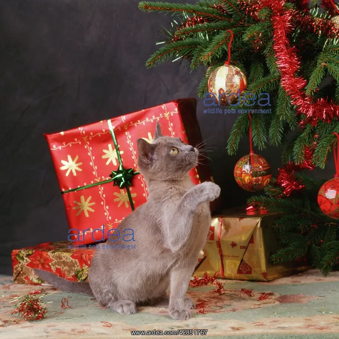 : Cat - Kitten, playing with Christmas tree decorations : Cat - Kitten, playing with Christmas tree decorations