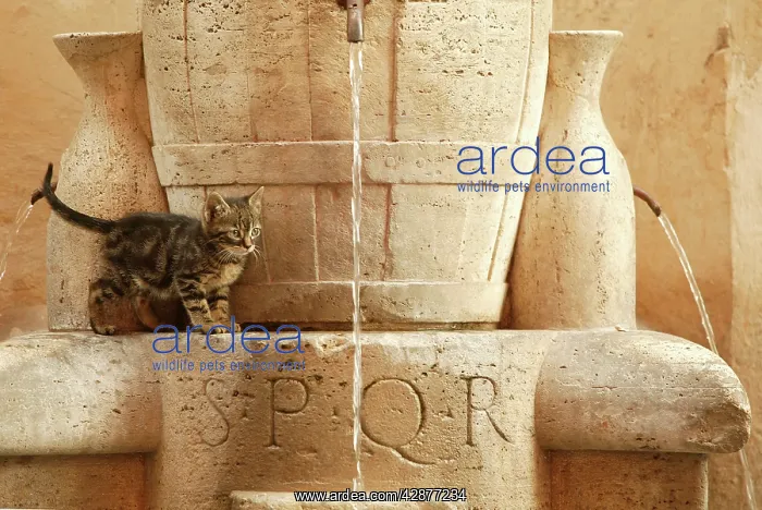 : Cat - Kitten playing in drinking fountains : Cat - Kitten playing in drinking fountains