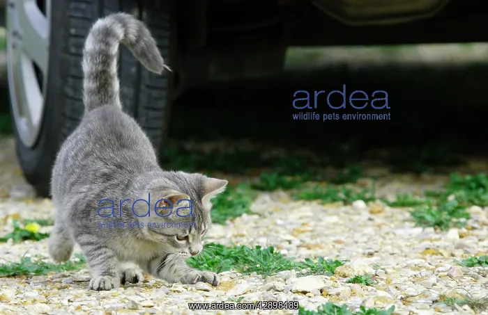  : Cat - Kitten playing on driveway