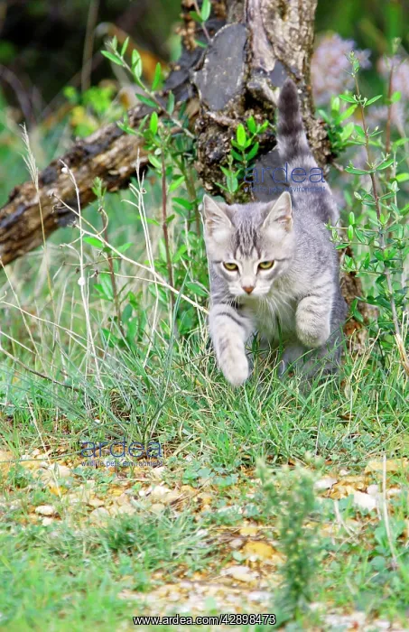  : Cat - Kitten playing in garden