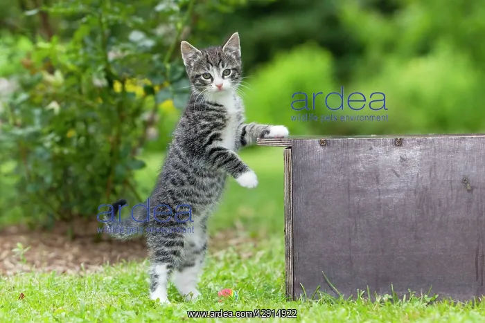 : Cat - kitten playing in garden : Cat - kitten playing in garden