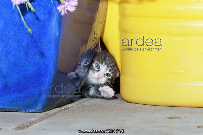  : Cat - kitten playing between garden utensils